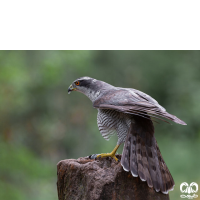 گونه طرلان Northern Goshawk 